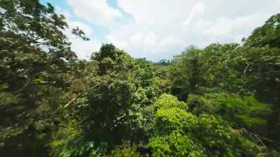 Once a plant becomes adult, - The Green Planet