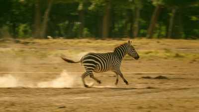 Once again, Shani's stallion
sees off the threat. - Serengeti