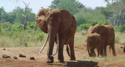 Once again, the water hole
will be a lifeline for them all. - The Elephant Queen