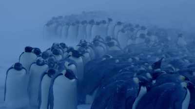 Once they arrive on the sheltered side
of the huddle, - Dynasties