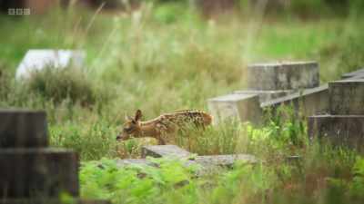 Once her brother has had his fill,
he goes off and hides... - Wild Isles