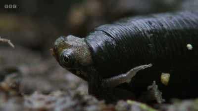 Once caught, a toadlet
has no escape. - Wild Isles