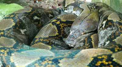 Once constricted, their jaws
can open nearly 180 degrees. - Kings of Pain
