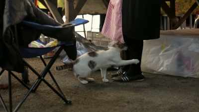 Once we could stroke him, he was tamed. - Kedi