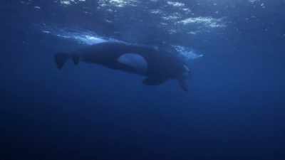 ''Once everyone is in position,'' - Secrets of the Whales