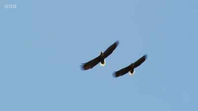 Once extinct in Britain, - Wild Isles