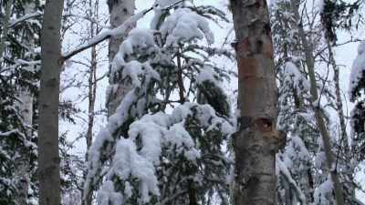 Once you get a
snowfall on top of it, - Life Below Zero: Next Generation