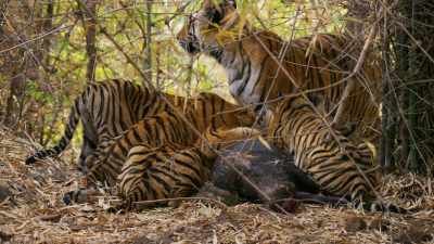 Once she has had her fill,
her sons dominate the carcass. - Dynasties