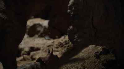 Once he's lined his stomach with clay, - Prehistoric Planet