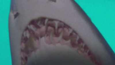 Once I get my teeth stuck
into an idea, I don't let go. - Playing with Sharks