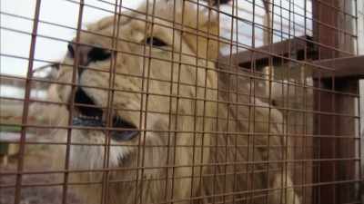 'Once in Britain, - Britain's Tiger Kings - On the Trail with Ross Kemp