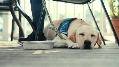 Once in position,
Bonus is at ease. - Inside the Mind of a Dog