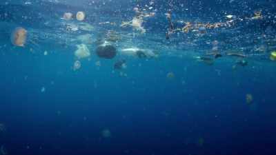 Once in the ocean, - Blue Planet II
