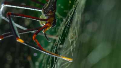 Once it's in reach,
Portia pounces. - The Secret Lives of Animals