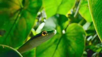 Once it's locked onto a target, - The Secret Lives of Animals