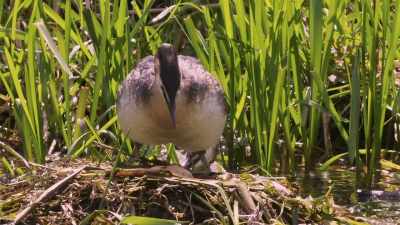 Once laid, the eggs will hatch
in three or four weeks. - Wild Nordic