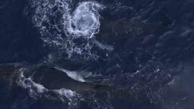 "Once they leave these feeding grounds,
the calf will be weaned," - Secrets of the Whales