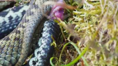 Once mating has started, - Wild Isles