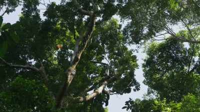 Once pollinated,
plants are able to produce seeds, - The Green Planet