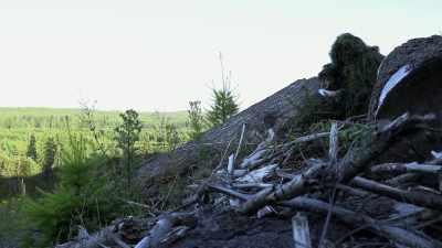Once they release
those pheromones, - Expedition Bigfoot
