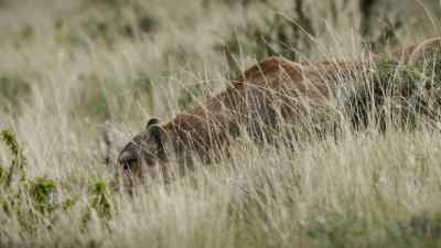 Once she's in striking distance, - Predators