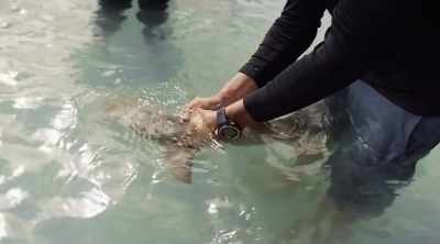 Once she's relaxed, he has
the shark under his control. - Shark Attack Files