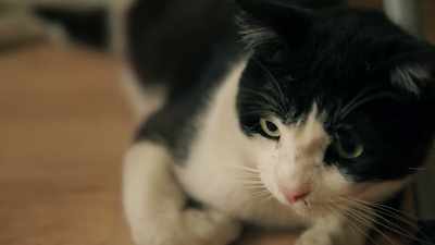 Once he spent a whole winter at the vet. - Kedi