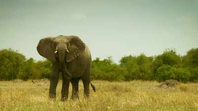 Once,
Tembo was just like his brother... - Serengeti