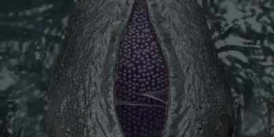 Once the bio-drones hatch
from their Licker hosts, - Resident Evil: Death Island