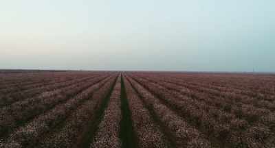 Once the crop has bloomed, - The Pollinators