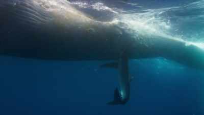 Once the great white has had its fill, - Blue Planet II