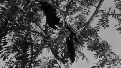 Once there was a boy - Woodlands Dark and Days Bewitched: A History of Folk Horror