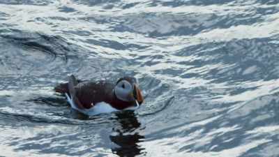 Once there,
they plunge into another world. - Blue Planet II