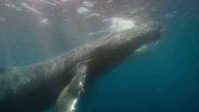 Once, there were
more than a hundred thousand humpbacks - Our Planet