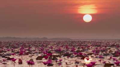 Once they've been pollinated,
they produce seeds. - The Green Planet