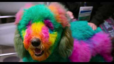 Once they've finished
technically evaluating your dog, - Dogs