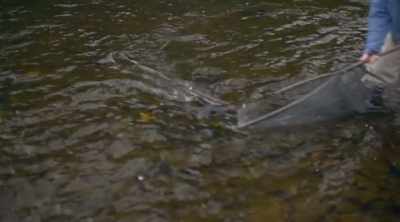 Once its waters calm, the river
has another surprise in store. - World's Most Scenic River Journeys