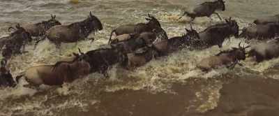 One and a half
million wildebeest - Our Universe