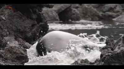 One bite could leave him wounded
and unable to support his family. - Our Oceans