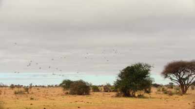 One by one,
the birds peel off from their flock. - Our Great National Parks