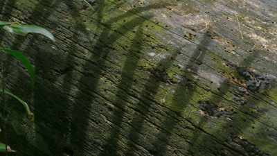 ..one to claim the tree's
dead body - The Green Planet