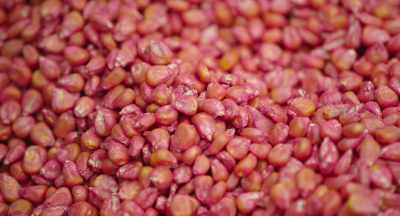 One corn seed has enough
neonicotinoid seed treatment - The Pollinators