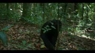 One day, Bergl's aggression might help the west against their enemies. - Chimp Empire