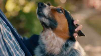 One day,
they got this crazy idea
for a dog translator. - Pups Alone