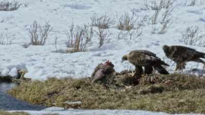 One dead elk taken by the winner - Yellowstone: One-Fifty