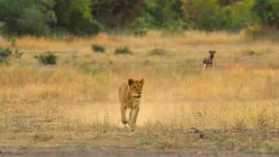 One dog may be no match, - Wild Babies