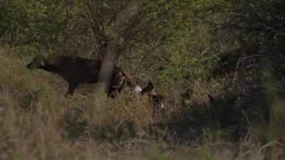 One dog, the babysitter, leads the pups - Chasing the Rains