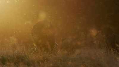 One early morning in May, - Dynasties