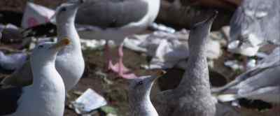 One-eighty! One-ninety! - Jonathan Livingston Seagull