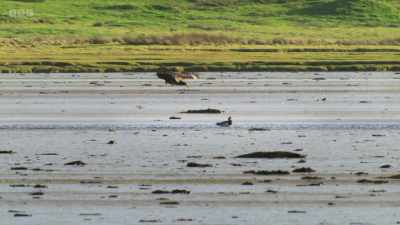 One exhausted goose, however,
gets left behind. - Wild Isles